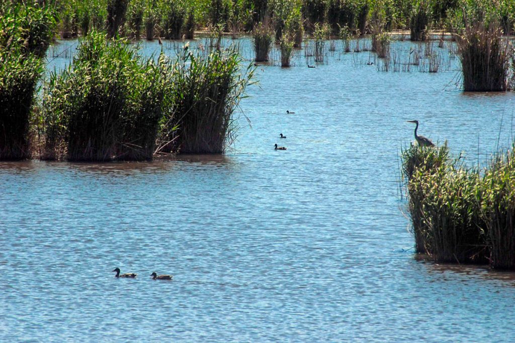 birdwatching4 1024x683