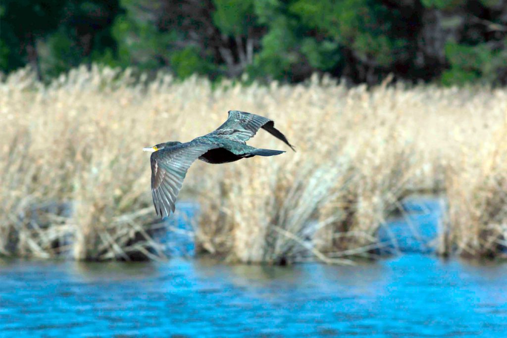 birdwatching5 1024x683
